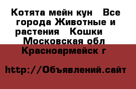 Котята мейн кун - Все города Животные и растения » Кошки   . Московская обл.,Красноармейск г.